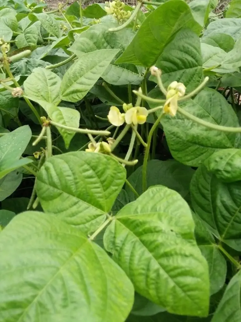 เพิ่มพื้นที่ปลูกพืชตระกูลถั่ว สร้างเมล็ดพันธุ์ดี รองรับ seed hub ในระดับชุมชน