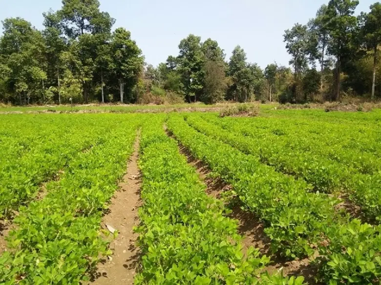 เพิ่มพื้นที่ปลูกพืชตระกูลถั่ว สร้างเมล็ดพันธุ์ดี รองรับ seed hub ในระดับชุมชน