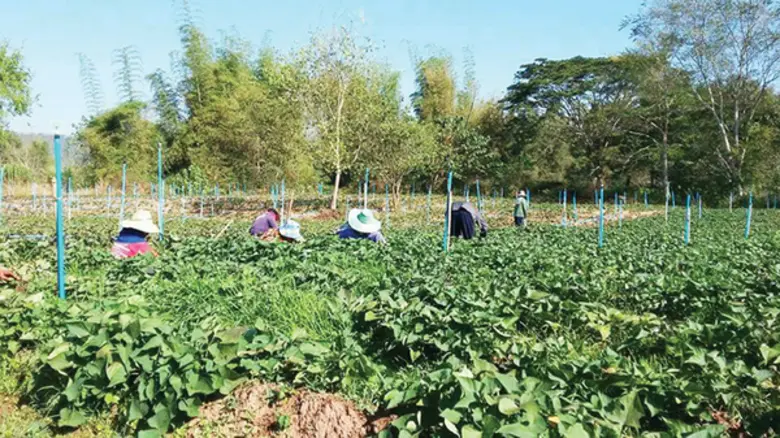 กสก. ชู YSF ให้เป็นเจ้าของศูนย์บ่มเพาะเกษตรรุ่นใหม่ หวังเป็นต้นแบบนำภาคเกษตรพัฒนาสู่ 4.0