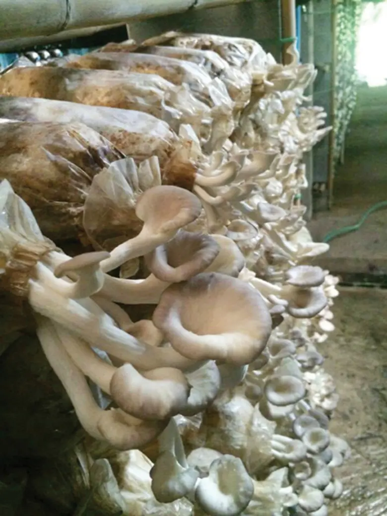 กสก. ชู YSF ให้เป็นเจ้าของศูนย์บ่มเพาะเกษตรรุ่นใหม่ หวังเป็นต้นแบบนำภาคเกษตรพัฒนาสู่ 4.0