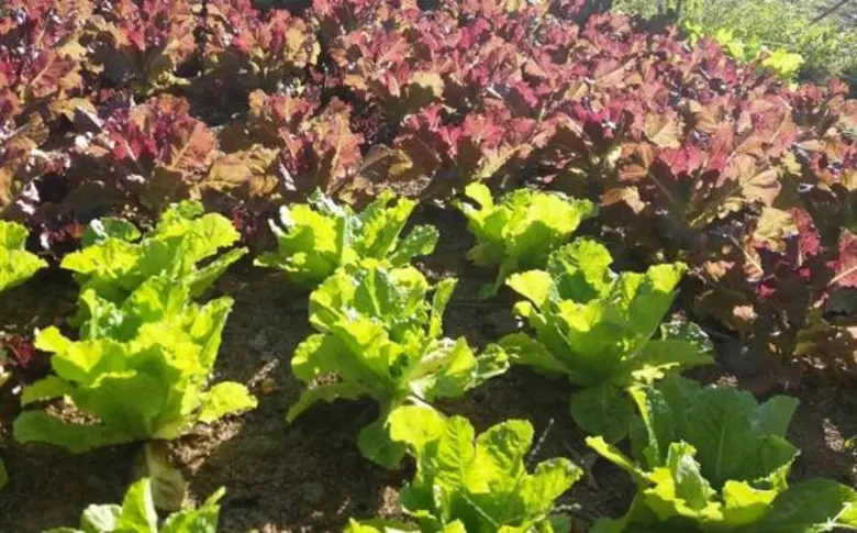 กฟก. จับมือ มูลนิธิสายใยแห่งแผ่นดิน และสหกรณ์กรีนเนท ผลักดันเกษตรกรเบนเข็มทำเกษตรอินทรีย์