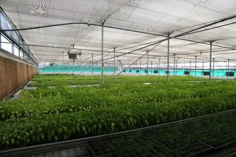 กรมส่งเสริมการเกษตร จัดตั้งกองขยายพันธุ์พ...