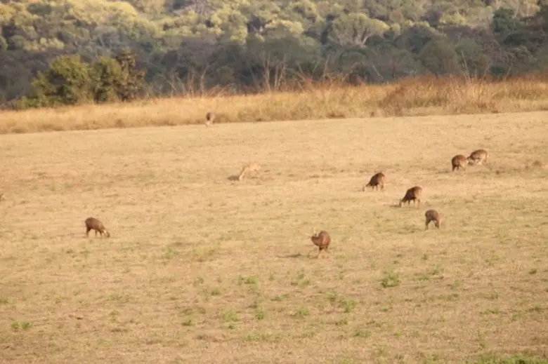 กรมอุทยานแห่งชาติ สัตว์ป่า และพันธุ์พืช ส...