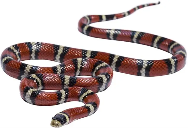 สยามเซอร์เพนทาเรียม เชิญชวนมาศึกษาและสัมผัสโลกของเจ้างูน้อยน่าทึ่งตัวใหม่ "งูมิลค์" หนึ่งในไฮไลท์เด่นเดือน กุมภาพันธ์