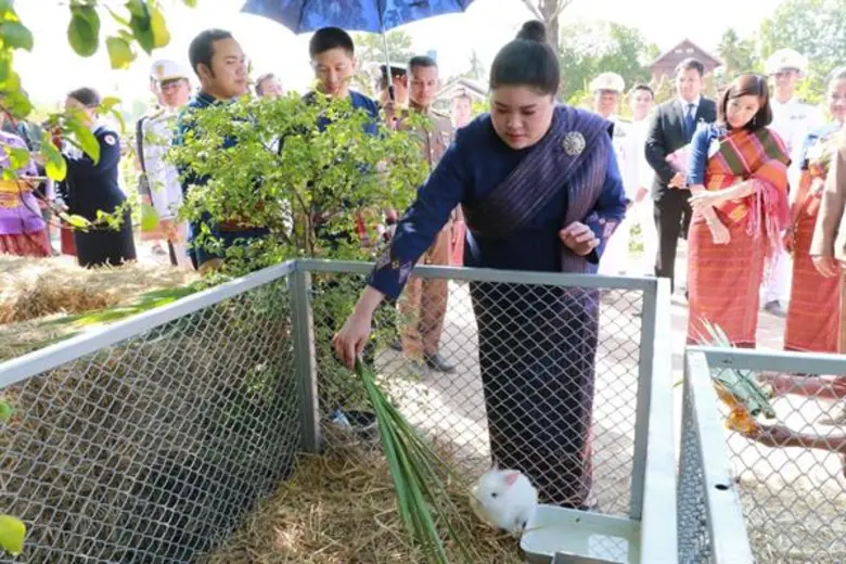 ทุ่งทานตะวัน ณ บ้านระไซร์