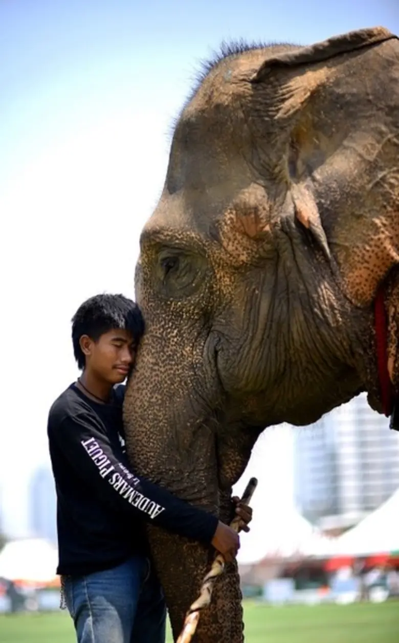 กลุ่มโรงแรมอนันตรา ประกาศจัดงาน การแข่งขันโปโลช้างชิงถ้วยพระราชทานสมเด็จพระเจ้าอยู่หัว ครั้งที่ 16 ในวันที่ 8 - 11 มีนาคม 2561