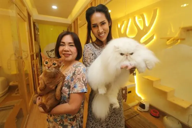 แมวสวยหลายสายพันธุ์ดีกรีรางวัลระดับโลกร่วมประกวดในงาน CFA International Asia Cat Show 2018 วันที่ 16-18 มี.ค. นี้ ที่เซ็นทรัลพลาซา ลาดพร้าว ทาสแมวไทยเตรียมต้อนรับ ในโอกาสที่สมาคมแมวโลก CFA เลือกไทยเป็นเจ้าภาพแรกในเอเชีย