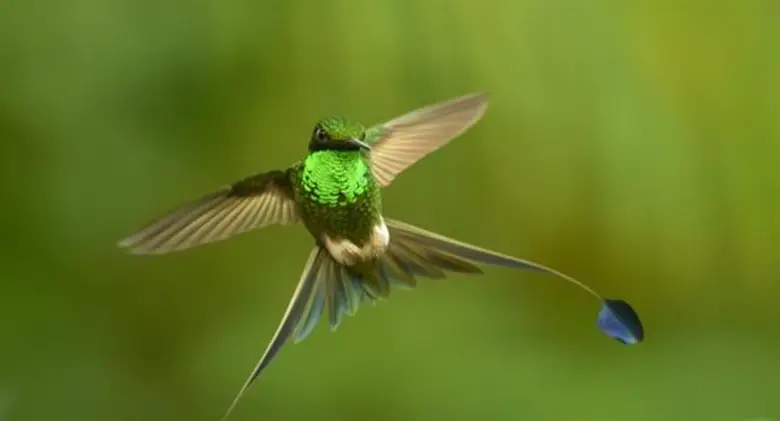 Movie Guide: “ เพราะสัตว์ป่าและมนุษย์อยู่บนโลกใบเดียวกัน  ภาพยนตร์“ EARTH : ONE AMAZING DAY “ เอิร์ธ 1 วันมหัศจรรย์สัตว์โลก ปลุกกระแสอนุรักษ์สัตว์ จัดฉายรอบการกุศล รายได้มอบให้กองทุนเพื่อผู้พิทักษ์ป่า มูลนิธิ สืบนาคะเสถียร