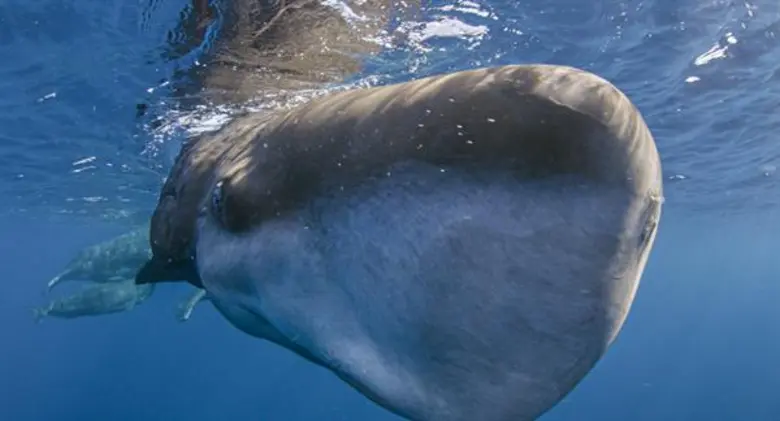 Movie Guide: “ เพราะสัตว์ป่าและมนุษย์อยู่บนโลกใบเดียวกัน  ภาพยนตร์“ EARTH : ONE AMAZING DAY “ เอิร์ธ 1 วันมหัศจรรย์สัตว์โลก ปลุกกระแสอนุรักษ์สัตว์ จัดฉายรอบการกุศล รายได้มอบให้กองทุนเพื่อผู้พิทักษ์ป่า มูลนิธิ สืบนาคะเสถียร