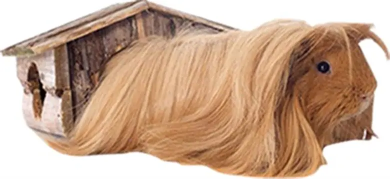 “ซีคอน บางแค” จัดงาน “Pet Planet ตอนน้องขนดก” รวมพลมหัศจรรย์สัตว์ขนดกร่วม 40 สายพันธุ์ กว่า 150 ตัว