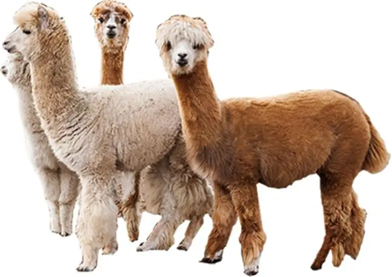 “ซีคอน บางแค” จัดงาน “Pet Planet ตอนน้องขนดก” รวมพลมหัศจรรย์สัตว์ขนดกร่วม 40 สายพันธุ์ กว่า 150 ตัว