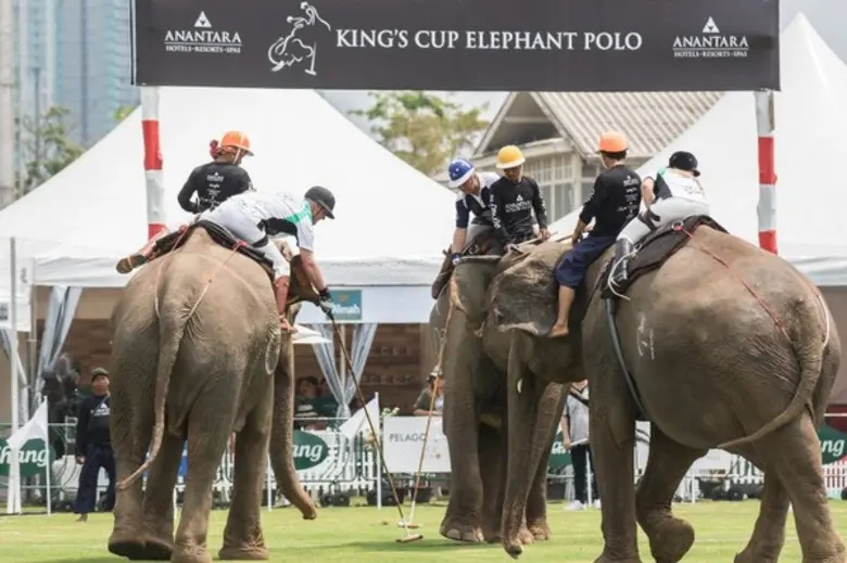 ศึกการแข่งขันโปโลช้างชิงถ้วยพระราชทานสมเด...