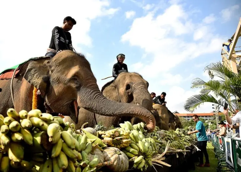 วันแรกของการแข่งขันโปโลช้างชิงถ้วยพระราชทานสมเด็จพระเจ้าอยู่หัว ครั้งที่ 16