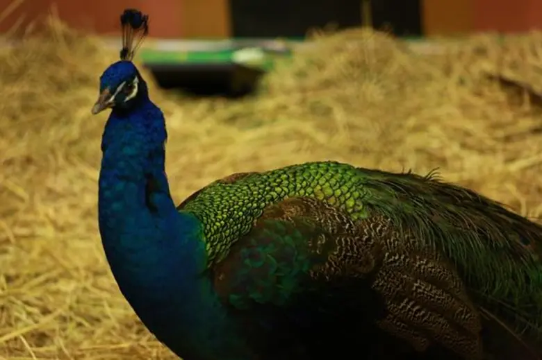 สน – วิว ควงคู่เปิดงาน “The Mall Pet Show ครั้งที่ 3” ชมความงามสัตว์เลี้ยงหาชมยากจากทั่วทุกมุมโลก