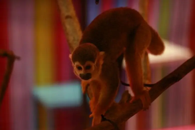 สน – วิว ควงคู่เปิดงาน “The Mall Pet Show ครั้งที่ 3” ชมความงามสัตว์เลี้ยงหาชมยากจากทั่วทุกมุมโลก