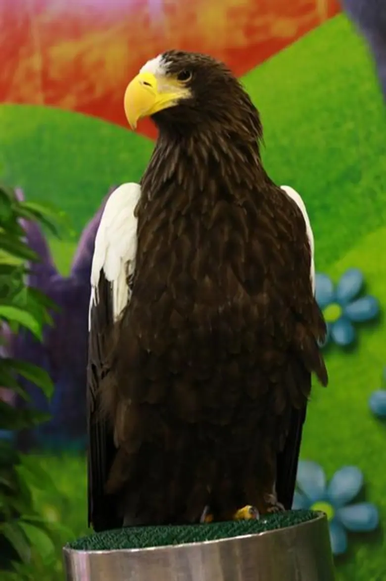 สน – วิว ควงคู่เปิดงาน “The Mall Pet Show ครั้งที่ 3” ชมความงามสัตว์เลี้ยงหาชมยากจากทั่วทุกมุมโลก