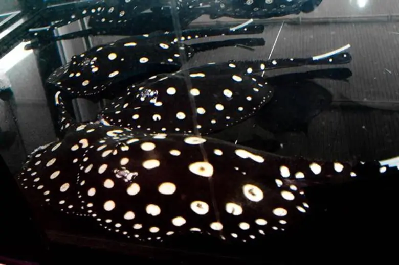 กรมประมงแจงกระเบนมีพิษจริง แต่ไม่ร้ายแรงอย่างที่คิดถ้ารับมืออย่างมีสติและถูกวิธี