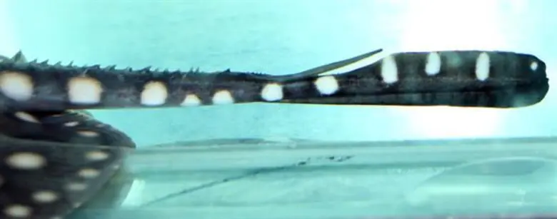 กรมประมงแจงกระเบนมีพิษจริง แต่ไม่ร้ายแรงอย่างที่คิดถ้ารับมืออย่างมีสติและถูกวิธี