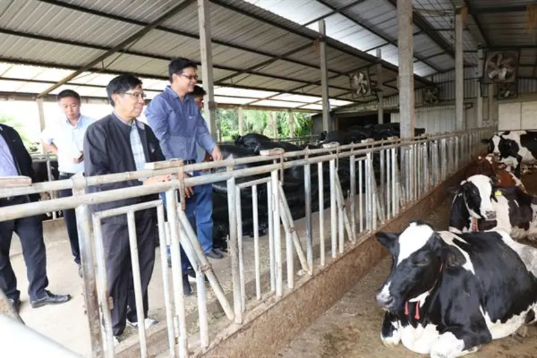 สหกรณ์โคนมท่าม่วง จำกัด ผลิตนมโรงเรียนคุณภาพติดอันดับต้นของประเทศ เตรียมเปิดตัวผลิตภัณฑ์ใหม่นมโปรตีนสูงส่งป้อนร้านกาแฟเอาใจคนรุ่นใหม่