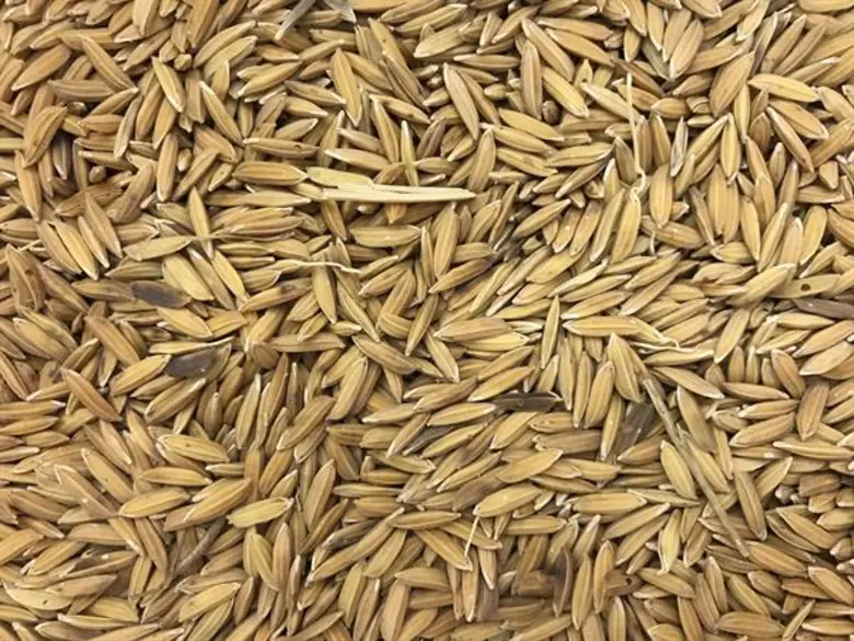 “ล้ง 1919” เตรียมเนรมิต “นาล้ง” ครั้งแรก! สัมผัสนากลางกรุงริมแม่น้ำเจ้าพระยาพร้อมเรียนรู้การทำเกษตรกรรม – ชมผลิตภัณฑ์จากข้าว