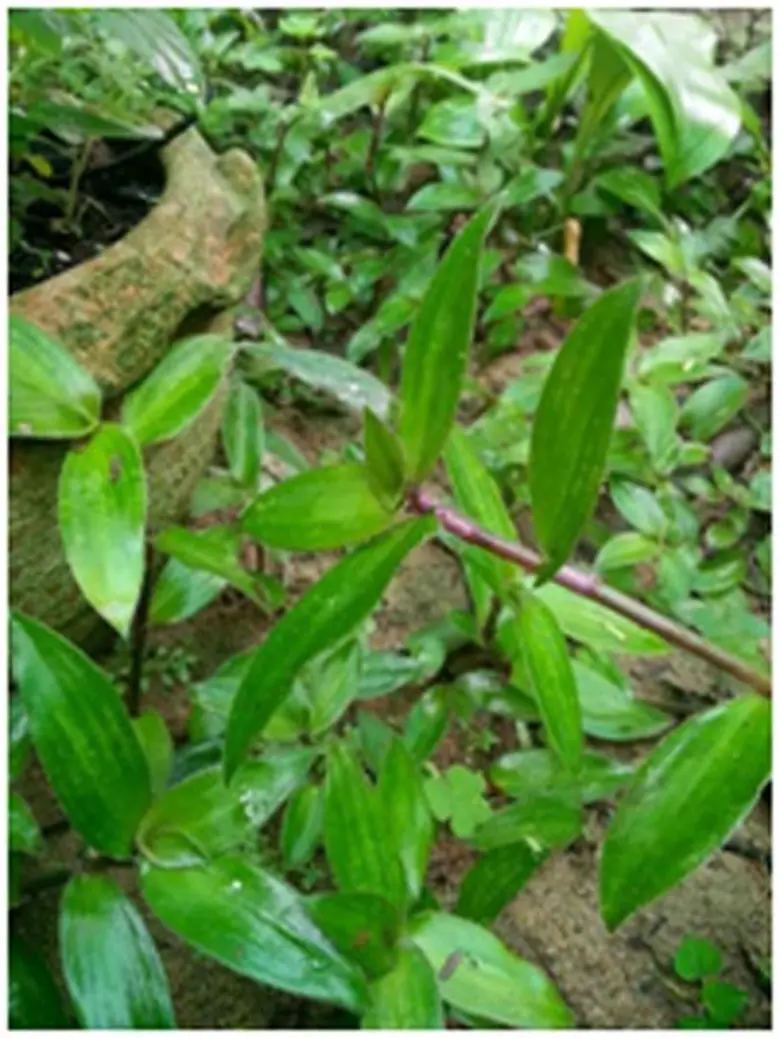 สมุนไพรรักษาโรคไต สิ่งที่ควรรู้และข้อควรระวัง