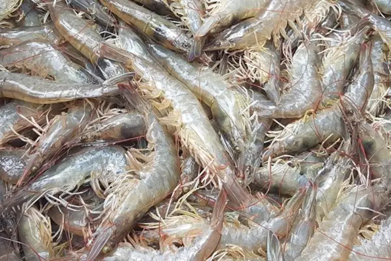 สมาคมผู้นำเข้าอาหารทะเลออสเตรเลีย (Seafoo...