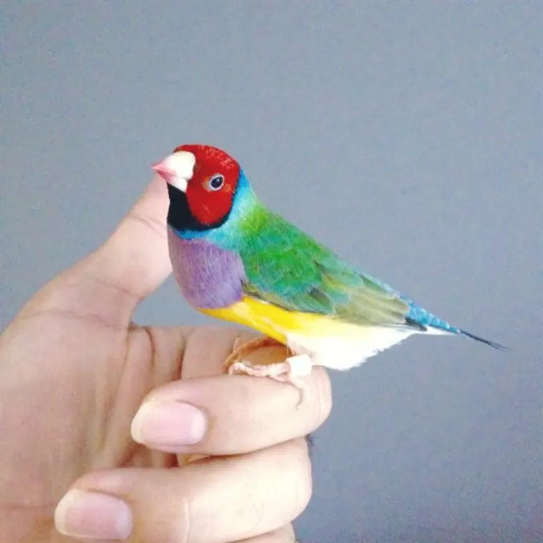 ศูนย์การค้าเซ็นทรัลเฟสติวัล อีสต์วิลล์ เชิญชวนคนรักนกและธรรมชาติ ร่วมชม Bird Exhibition ครั้งแรกในเมืองไทยที่รวบรวมนกสายพันธุ์เล็กสวนงาม กว่า 50 ชนิด ภายในงาน Bird Eye Ville