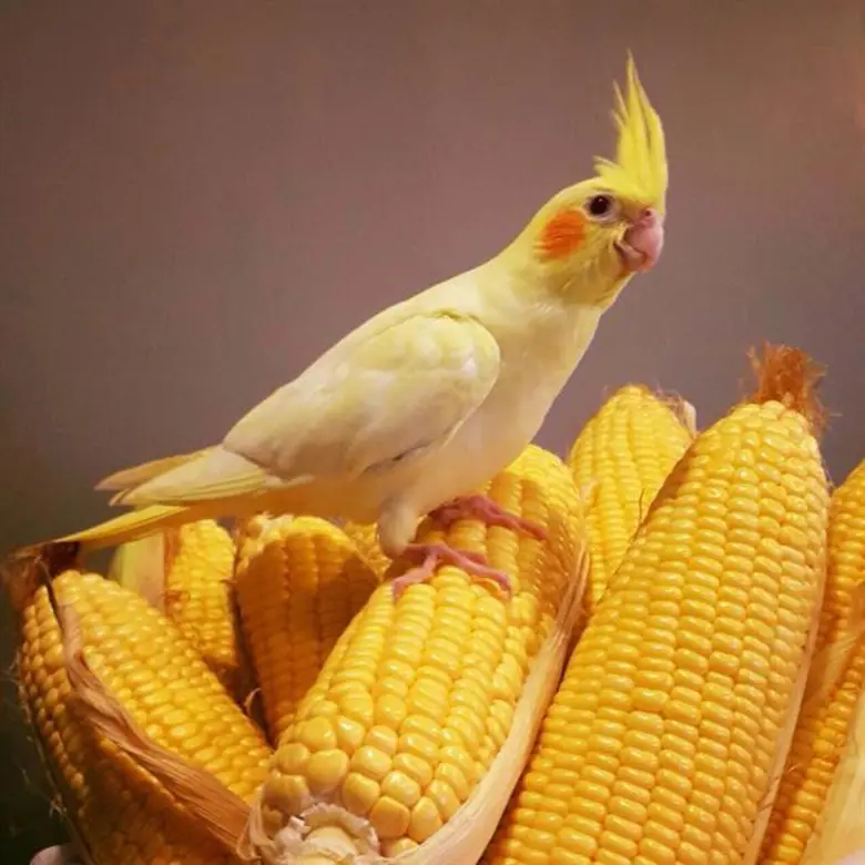 ศูนย์การค้าเซ็นทรัลเฟสติวัล อีสต์วิลล์ เชิญชวนคนรักนกและธรรมชาติ ร่วมชม Bird Exhibition ครั้งแรกในเมืองไทยที่รวบรวมนกสายพันธุ์เล็กสวนงาม กว่า 50 ชนิด ภายในงาน Bird Eye Ville