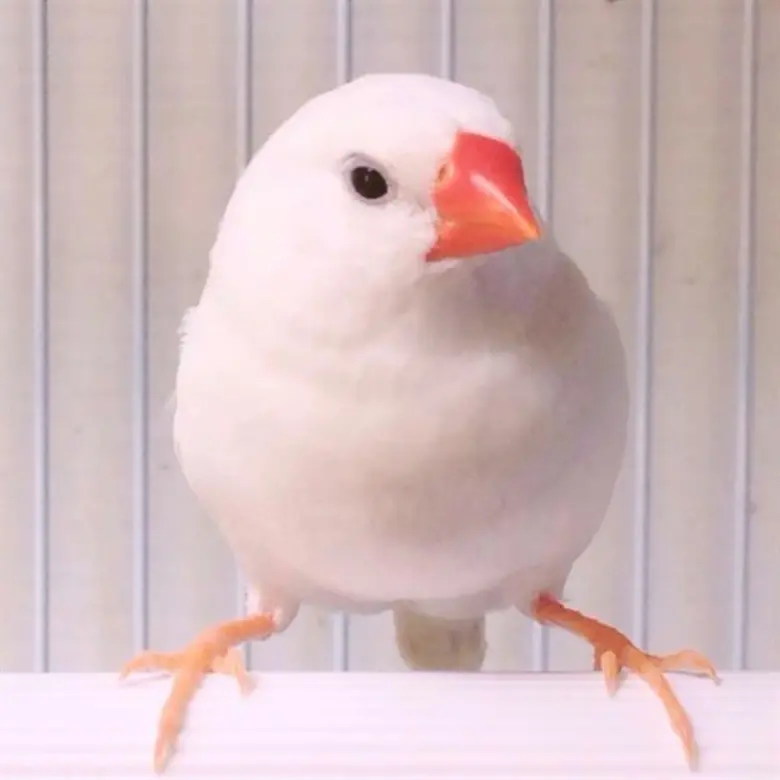 ศูนย์การค้าเซ็นทรัลเฟสติวัล อีสต์วิลล์ เชิญชวนคนรักนกและธรรมชาติ ร่วมชม Bird Exhibition ครั้งแรกในเมืองไทยที่รวบรวมนกสายพันธุ์เล็กสวนงาม กว่า 50 ชนิด ภายในงาน Bird Eye Ville