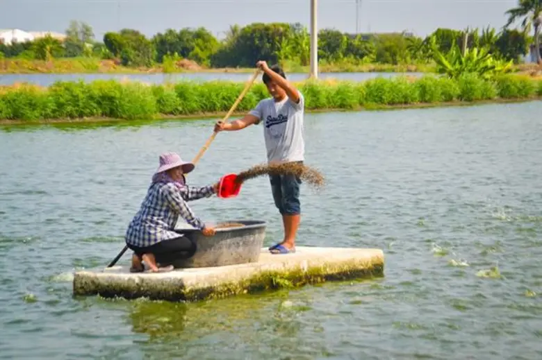 ประมงแปลงใหญ่บางเสาธง เลี้ยงปลานิลร่วมกับกุ้งขาว แบบผสมผสาน สร้างรายได้ให้กับเกษตรกรมากขึ้นด้วยผลผลิตที่หลากหลาย