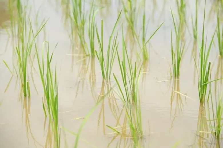 ไทย-เยอรมัน ร่วมเปิดตัวโครงการข้าวยั่งยืน