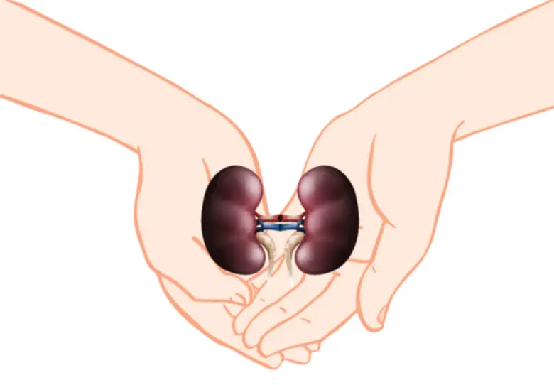 แพทย์เผย...โรคไตตรวจพบเร็วรักษาได้ หมั่นตรวจสุขภาพประจำปีสม่ำเสมอ