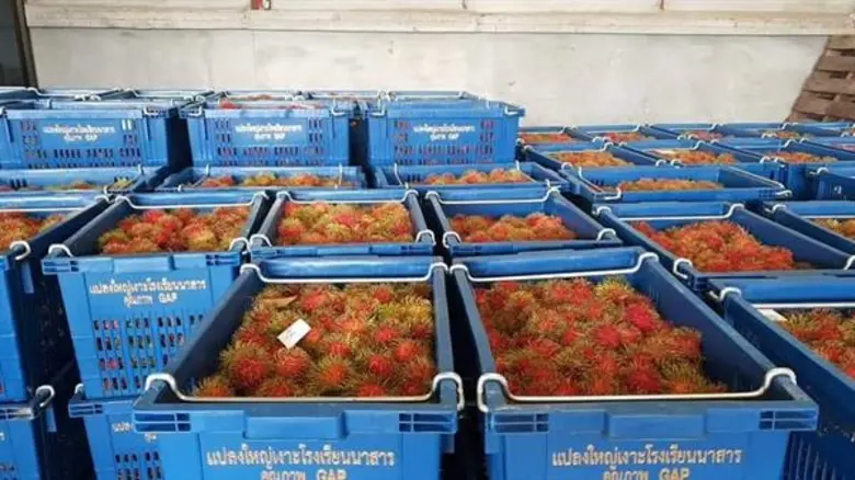 สหกรณ์การเกษตรเมืองสุราษฎร์ธานี จำกัด ปล่อยคาราวานเงาะนาสาร กระจายผลไม้คุณภาพสู่ผู้บริโภคภาคเหนือและอีสาน