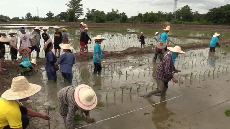 ชาวอำเภอแม่ริม สืบสานประเพณีลงแขกปลูกข้าว ร่วมอนุรักษ์ นำเด็กสู่การเรียนรู้วิถีชีวิตดั้งเดิม