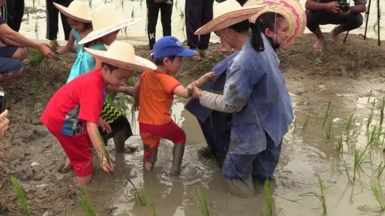 ชาวอำเภอแม่ริม สืบสานประเพณีลงแขกปลูกข้าว ร่วมอนุรักษ์ นำเด็กสู่การเรียนรู้วิถีชีวิตดั้งเดิม