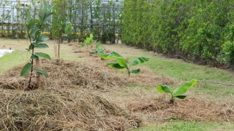 ราชบุรีเวอลด์ โคเจนเนอเรชั่น เปิดแปลงสาธิตในโรงไฟฟ้าฯ นำร่องโรงไฟฟ้าปลอดภัย ใส่ใจชุมชนครบทุกมิติ