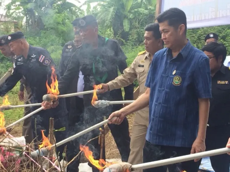 เกษตรฯ เผาส้มโอทับทิมสยาม เตรียมลักลอบส่งออก กว่า 4 หมื่นกิ่ง