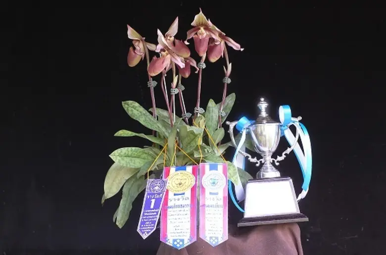 มูลนิธิแม่ฟ้าหลวงฯ รับรางวัลยอดเยี่ยมประเ...