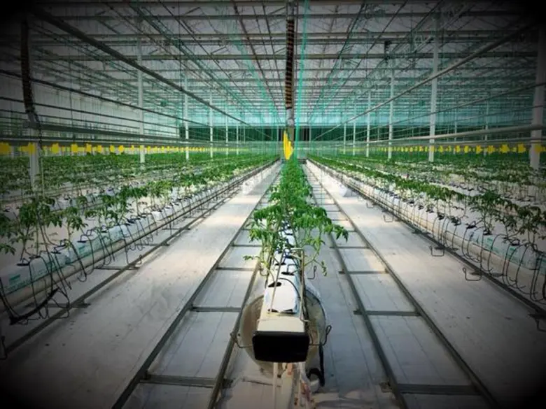 ยกทัพสหกรณ์ไทยเรียนรู้เกษตรแปลงใหญ่ปลูกผักในโรงเรือนที่เมืองซานตง ประเทศจีน ต้นแบบพัฒนาการเกษตรโดยใช้เทคโนโลยียกระดับคุณภาพและเพิ่มมูลค่าผลผลิต