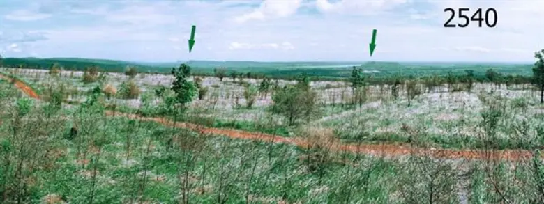 ผลวิจัยชี้ ป่าปลูก ปตท. ช่วยดูดซับ CO2 ได้ 37.27 ล้านตันคาร์บอนไดออกไซด์เร็วกว่าเป้าหมาย 6 ปี