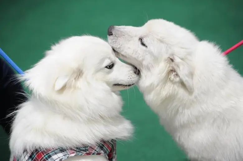 มหกรรมสัตว์เลี้ยงสุดยิ่งใหญ่แห่งปีที่คนรั...