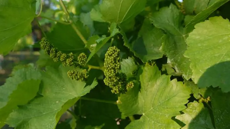 สมาคมผู้ประกอบการไวน์ไทย (Thai Wine Assoc...