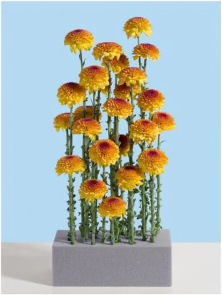 Mud & MashedHydrangea Leaves And Salad of...