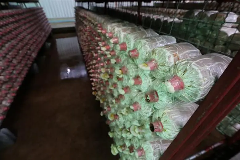 รู้กันอยู่แล้วว่าเห็ดหลินจือมีสรรพคุณทางย...