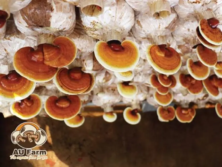 "พิถีพิถันทุกขั้นตอน พร้อมส่งมอบของขวัญที่ดีที่สุด จาก AU Farm ถึงมือผู้บริโภค"