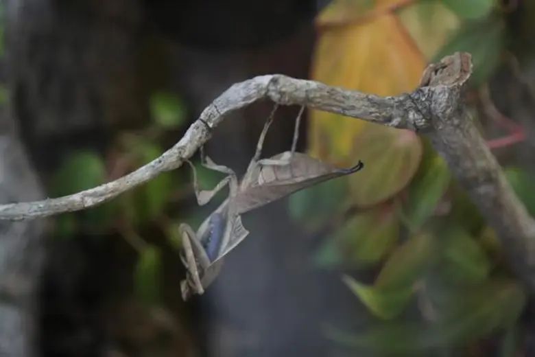 วว. เปิดตัวอาคารเฉลิมพระเกียรติ เรือนกระจกหลังที่ 1 และ เรือนกระจกหลังที่ 2 ณ สถานีวิจัยลำตะคอง จังหวัดนครราชสีมา แหล่งเรียนรู้ทางด้านเกษตรและพฤกษศาสตร์แห่งใหม่ของประเทศไทยและภูมิภาคเอเชียตะวันออกเฉียงใต้