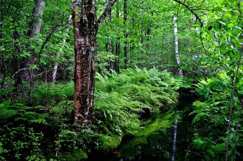 สายเดินป่าต้องรู้! 5 กิจกรรมสุดชิค เดินป่าอย่างไร ไม่รบกวนธรรมชาติ