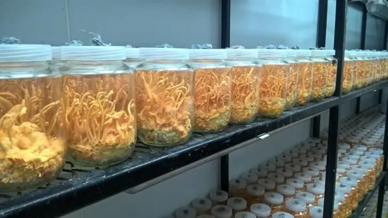 นักวิจัย มทร.ธัญบุรี ออกแบบระบบควบคุมโรงเพาะเห็ดถั่งเช่าแบบอัตโนมัติ