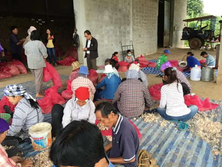 กระเทียมแม่ฮ่องสอนล้นตลาด สหกรณ์การเกษตรเมืองปายเร่งระบายผลผลิตผ่านเครือข่ายสหกรณ์ภาคใต้