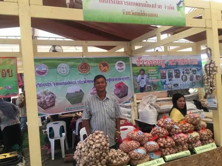 กระเทียมแม่ฮ่องสอนล้นตลาด สหกรณ์การเกษตรเมืองปายเร่งระบายผลผลิตผ่านเครือข่ายสหกรณ์ภาคใต้